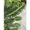 Abies nebrodensis - Jedle sicilská