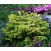 Abies nordmanniana 'Golden Spreader' - jedle kavkazká