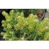 Abies nordmanniana 'Münsterland' - jedle kavkazká
