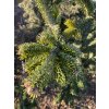 Abies nordmanniana 'Robusta' - jedle kavkazská