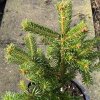 Abies nordmanniana 'Peli' - jedle kavkazká
