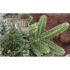 Abies numidica 'Glauca' - jedle numidská