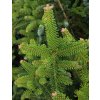 Abies pardei - jedle Pardeova