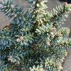 Abies pinsapo 'Atlas' - jedle španělská