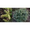 Abies pinsapo 'Aurea' - jedle španělská