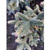 Abies pinsapo 'Aurea' balové - jedle španělská
