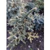 Abies pinsapo 'Aurea' balové - jedle španělská