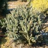 Abies pinsapo 'Fastigiata' - jedle španělská