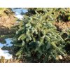 Abies pinsapo 'Pendula' - jedle španělská