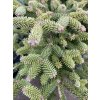 Abies pinsapo 'Ronda' - jedle španělská