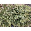 Abies pinsapo 'Ronda' - jedle španělská