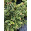 Abies pinsapo 'Ronda' - jedle španělská