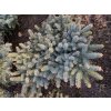 Abies pinsapo Horstmann