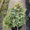 Abies pinsapo 'WB1' - jedle španělská