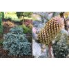 Abies procera 'Argentea'/ 'Glauca' - jedle stříbrná