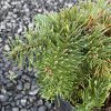 Abies procera 'DelBar Cascade' - jedle stříbrná