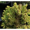 Abies procera 'MT Si' - jedle stříbrná