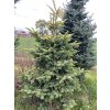 Abies procera 'Sherwoodii' - jedle stříbrná
