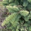 Abies procera 'Sherwoodii' - jedle stříbrná