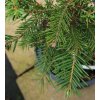 Abies sachalinensis - jedle sachalinská