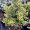 Abies sibirica 'Lukas' - jedle sibiřská