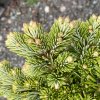 Abies veitchii 'Vizovice' WB - jedle Veitchova