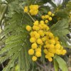Acacia dealbata - Akácie sivozelená, mimóza