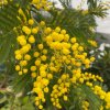 Acacia dealbata - Akácie sivozelená, mimóza