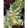 Acanthus mollis 'Tasmanian Angel' - paznehtník měkký