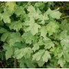 Acer campestre 'Pulverulentum' - javor babyka