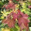 Acer cappadocicum 'Aureum' - javor kapadocký