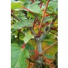 Acer conspicuum 'Phoenix' - javor