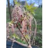 Acer negundo 'Sensation' - javor jasanolistý