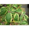 Acer negundo 'Aureolimbatum' - javor jasanolistý