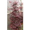 Acer palmatum 'Atropurpureum' - javor dlanitolistý