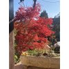 Acer palmatum 'Atropurpureum Select DB' - javor dlanitolistý
