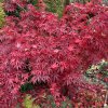 Acer palmatum 'Atropurpureum Select DB' - javor dlanitolistý