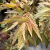 Acer palmatum 'Beni hagoromo' - javor dlanitolistý