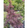 Acer palmatum 'Dissectum Garnet' - javor dlanitolitý