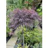 Acer palmatum 'Dissectum Garnet' kmínek - javor dlanitolitý