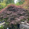 Acer palmatum 'Dissectum Garnet' kmínek - javor dlanitolitý
