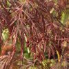 Acer palmatum 'Dissectum Nigrum' kmínek - javor dlanitolistý