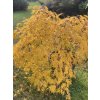 Acer palmatum 'Dissectum Viridis' - javor dlanitolistý