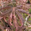 Acer palmatum 'Extravaganza' - javor dlanitolistý