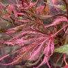 Acer palmatum 'Extravaganza' - javor dlanitolistý