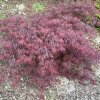 Acer palmatum 'Firecracker' - javor dlanitolistý