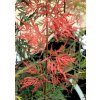 Acer palmatum 'Firecracker' - javor dlanitolistý