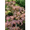 Acer palmatum 'Geisha Gone Wild' - javor dlanitolistý