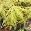 Acer palmatum 'Grandma Ghost' - javor dlanitolistý