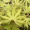 Acer palmatum 'Grandma Ghost' - javor dlanitolistý